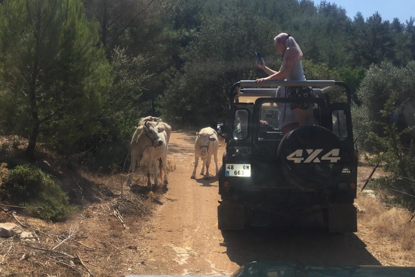 Bodrum Jeep Safari rotasındaki orman yolunda inekler ve fotoğraf çeken turist.